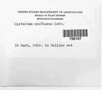 Hysterium confluens image